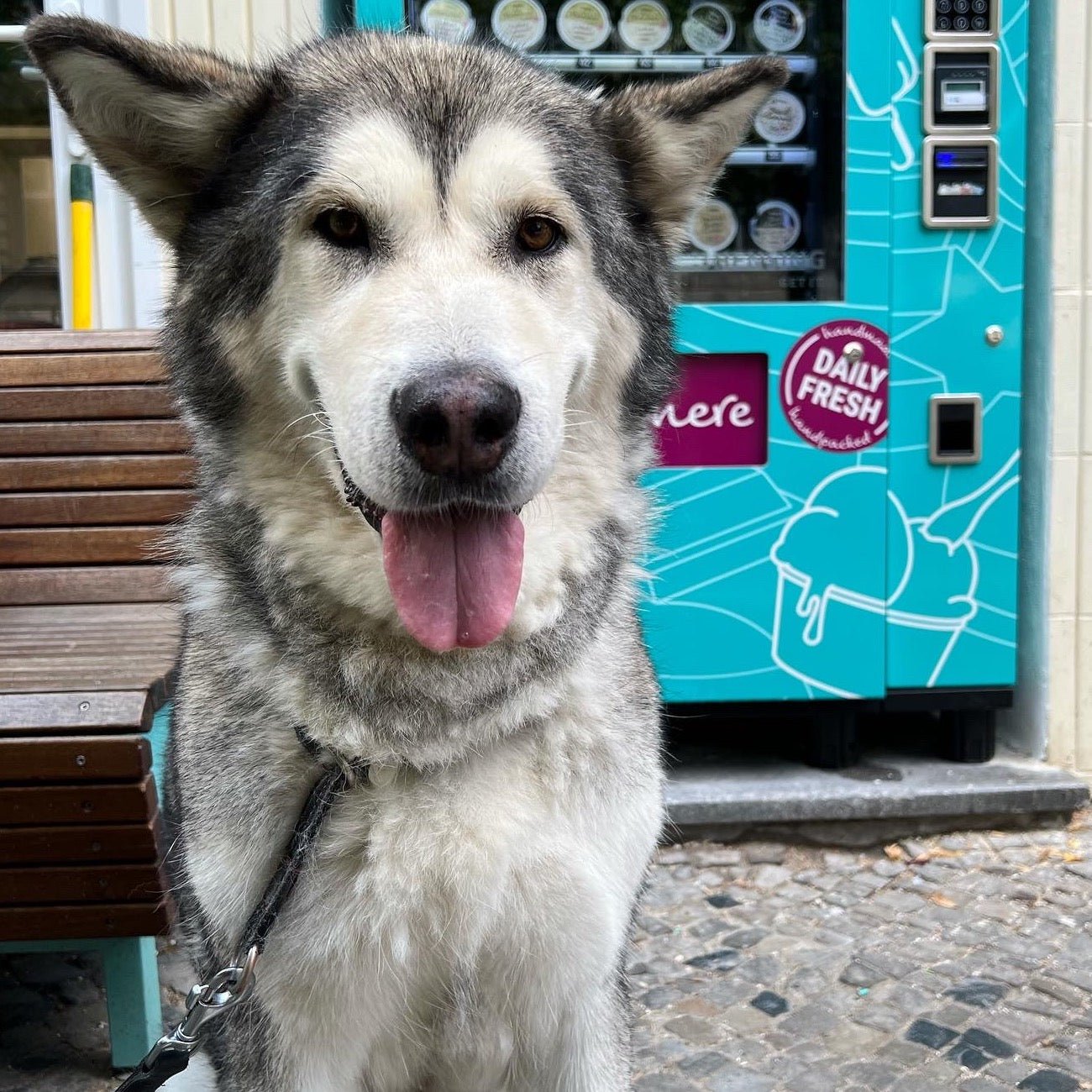 Can cats eat dog clearance ice cream